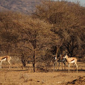 Springbok Namibia