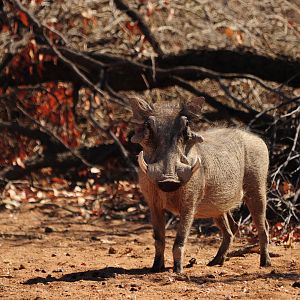 Warthog Namibia