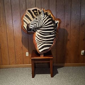 Zebra Shield Taxidermy