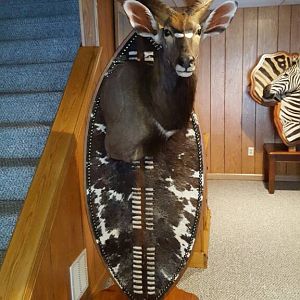 Nyala Shield Taxidermy