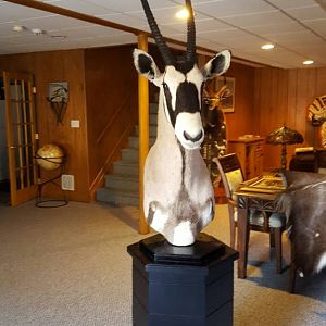 Gemsbok Pedestal Taxidermy