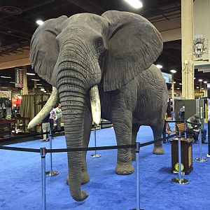 Elephant full mount taxidermy