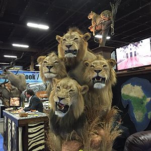 Lion taxidermy