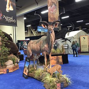 Kudu full mount taxidermy