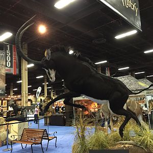 Sable full mount taxidermy