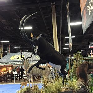 Sable full mount taxidermy