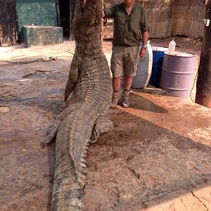 Crocodile Hunting in Zimbabwe