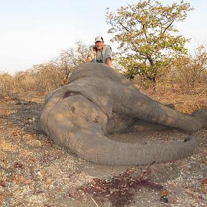 Zimbabwe Tuskless Elephant Hunting