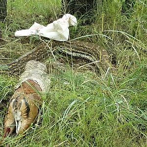 Python Pukes Up Impala during capture