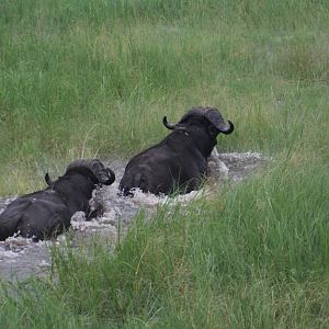 Buffalo Kasonso Busanga Zambia