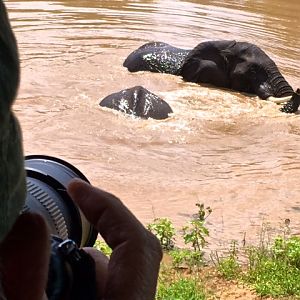 Elephant emerging from river