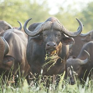 Buffalo Grazing