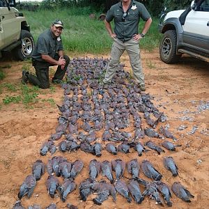 Wing Shooting South Africa