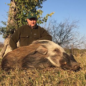 Hunting Bushpig Zimbabwe