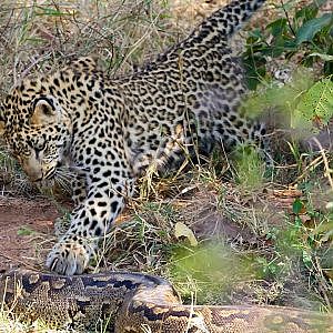 Leopards attacks giant Python