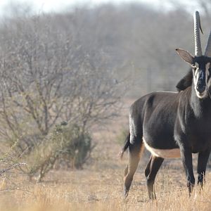 Sable South Africa