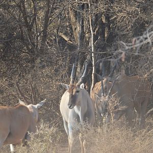 Eland South Africa