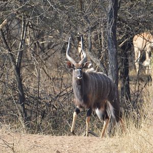 Nyala South Africa