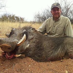 15 1/2 inches Warthog (Namibia)