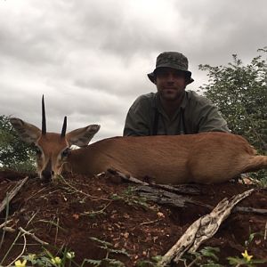 Steenbok Hunting South Africa