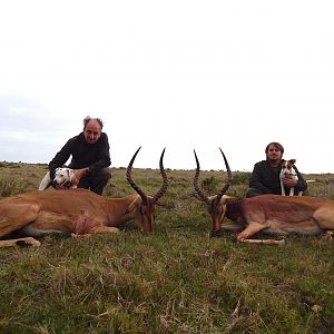 Hunting South Africa Impala