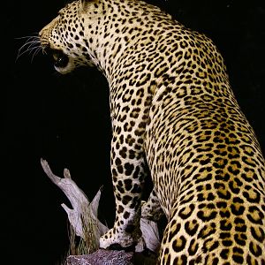 Leopard With Custom Base Taxidermy Close Up