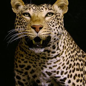 Leopard With Custom Base Taxidermy Close Up