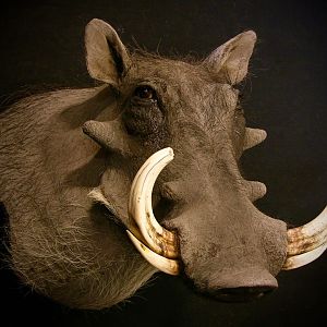 Warthog Shoulder Mount Taxidermy