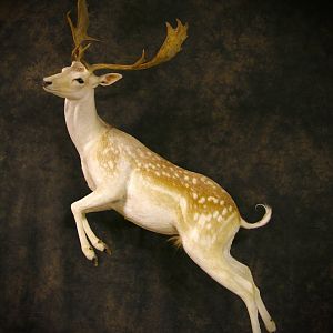 Jumping Fallow Deer Wall Mount Taxidermy