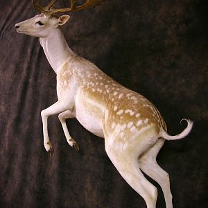 Jumping Fallow Deer Wall Mount Taxidermy