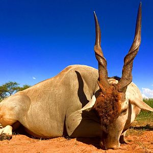 Hunting Eland South Africa