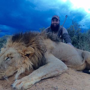 Hunting Lion South Africa