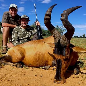 Red Hartebeest Hunting in South Africa