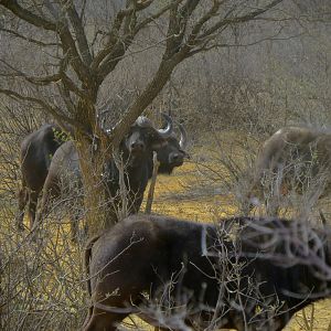 Buffalo South Africa