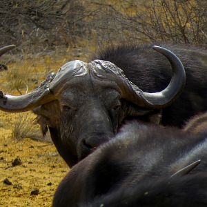 Buffalo South Africa