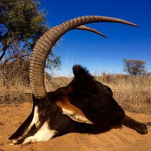 South Africa Sable Hunt