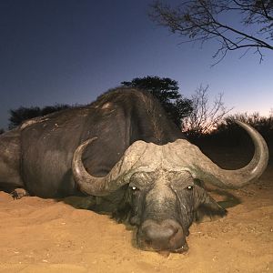 Hunting Buffalo in South Africa