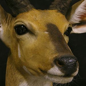 Bushbuck Shoulder Mount Taxidermy