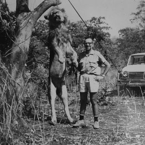 Tanzania Hunting Lion