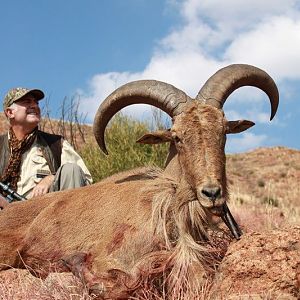 Barbary Sheep Hunt South AFrica