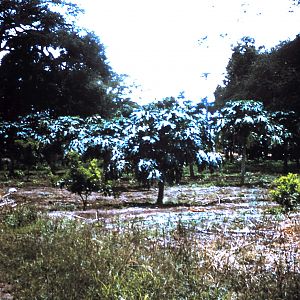 Papayas