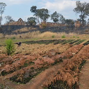 Tree Nursery