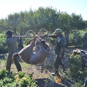 South Africa Kudu Hunting