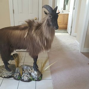 New Zealand Tahr Full Mount Taxidermy