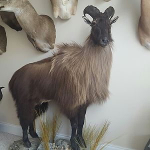 New Zealand Tahr Full Mount Taxidermy