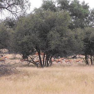 Springbok Terrain and sightings Hartzview Hunting Safaris