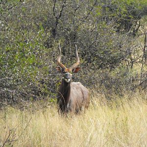 Terrain and sightings Hartzview Hunting Safaris Nyala