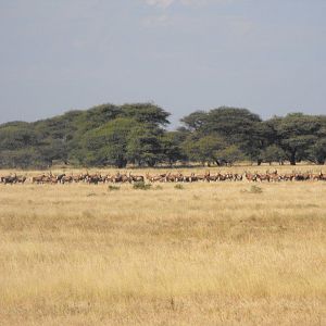 Blesbok Terrain and sightings Hartzview Hunting Safaris