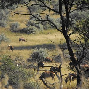 Terrain and sightings Blesbok Hartzview Hunting Safaris