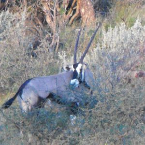 Terrain and sightings Gemsbok Hartzview Hunting Safaris